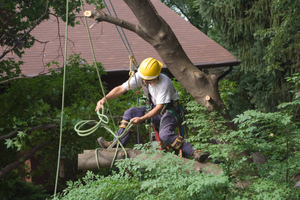 Lawn Watering Services