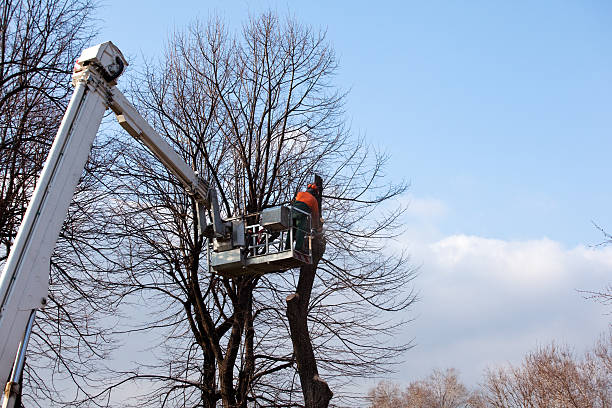 Professional Tree Care in Grayslake, IL